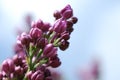 Lilac buds in spring Royalty Free Stock Photo