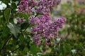 Lilac and bumblebee, pink lilac, insect and flowers, spring photography, spring vibes, spring flowers