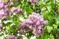 Lilac bush