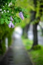 Lilac bush above the empty side walk. Beautiful spring blossoms framing the copy space