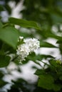 Lilac bush on the background of greenery. Seasonal photos, summer nature photos.