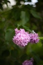 Lilac bush on the background of greenery. Seasonal photos, summer nature photos.