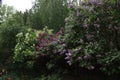 Lilac bush Royalty Free Stock Photo