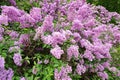 Lilac bush Royalty Free Stock Photo