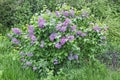 Lilac bush Royalty Free Stock Photo