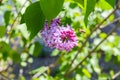 Lilac bush blooms with white and lilac flowers and bee