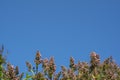 Lilac bush at the bottom of the frame against the blue sky. Place for text. Royalty Free Stock Photo