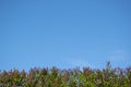 Lilac bush at the bottom of the frame against the blue sky. Place for text. Royalty Free Stock Photo