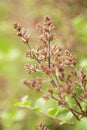 Lilac Bush Buds In Spring Royalty Free Stock Photo