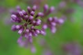 Lilac bush closeup