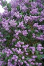 Lilac bush in flower buds. Spring May. Flowering plant. Royalty Free Stock Photo