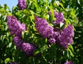 Lilac bush flowering in nature
