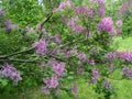 Lilac bush in the garden in the spring Royalty Free Stock Photo