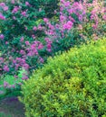 Lilac bush and green shrub Royalty Free Stock Photo