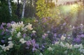 Lilac bush in morning Royalty Free Stock Photo