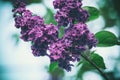 Lilac bush nature background Royalty Free Stock Photo