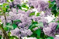 Lilac bush in the old town