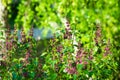 Lilac bush in spring time, young purple flower twigs, vibrant green foliage background, forest