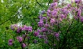 Lilac bush in sunset light Royalty Free Stock Photo