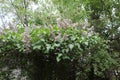 Lilac bush