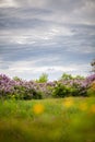 Lilac bushes against the blue sky