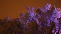 Lilac bushes buried under thick wet snow glow eerily in the light from Christmas light decorations and the light of town