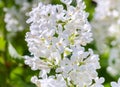Lilac bushes close up