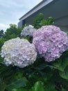 These lilac calling for rain Royalty Free Stock Photo