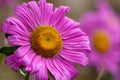 lilac chamomile flowers Royalty Free Stock Photo