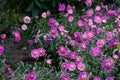 Lilac chamomile flowers with a yellow core Royalty Free Stock Photo