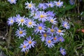 Lilac chamomile perennial Royalty Free Stock Photo