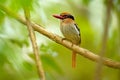 Lilac-cheeked Kingfisher, Cittura cyanotis, sitting on the branch in the green tropical forest. Beautiful jungle kingfisher,