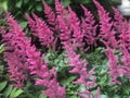 Chinese astilbe flower