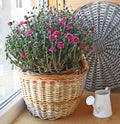 Lilac chrysanthemum in a basket Royalty Free Stock Photo