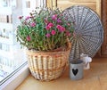Lilac chrysanthemum in a basket on a balcony Royalty Free Stock Photo