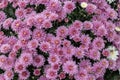 Lilac chrysanthemum blossom on a lush bush, top view background wallpaper. Autumn flower chrysanthemum daisy with delicate petals