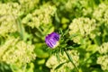 Lilac chrysanthemum bud with green floral background Royalty Free Stock Photo