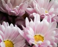 Lilac chrysanthemums collected in a bouquet. Delicate natural background