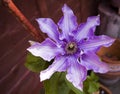 Lilac Clematis