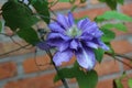 Lilac clematis bloom in the garden on a summer day after rain