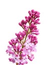 Lilac Cluster Royalty Free Stock Photo