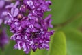 Lilac cluster