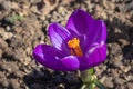 Lilac-colored crocus close-up, flower with large yellow pistils and stamens