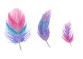 Lilac - colored feathers. Drawn with watercolor pencils.