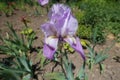 Lilac colored flower of bearded iris Royalty Free Stock Photo