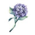 A lilac colored hydrangea flower with a stem and leaves. Watercolor illustration. An isolated object from a large set of Royalty Free Stock Photo