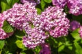 Lilac-colored lilaceous flower blossom clusters in spring Royalty Free Stock Photo