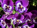 Lilac colored pansies