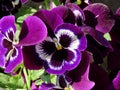 Lilac colored pansies