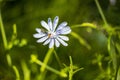 lilac wild flower is visited by insects Royalty Free Stock Photo